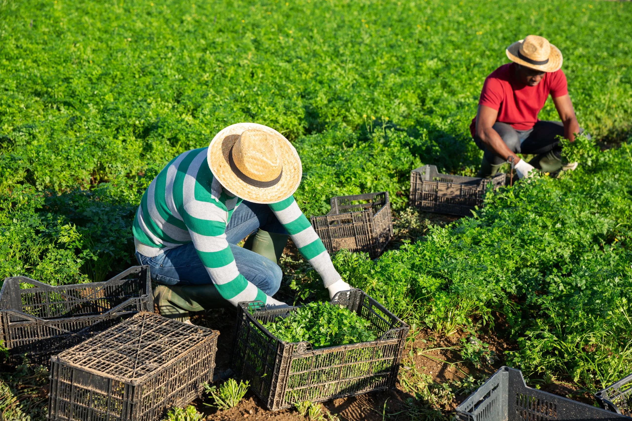 Agriculture et agroalimentaire 3 challenge 1 scaled